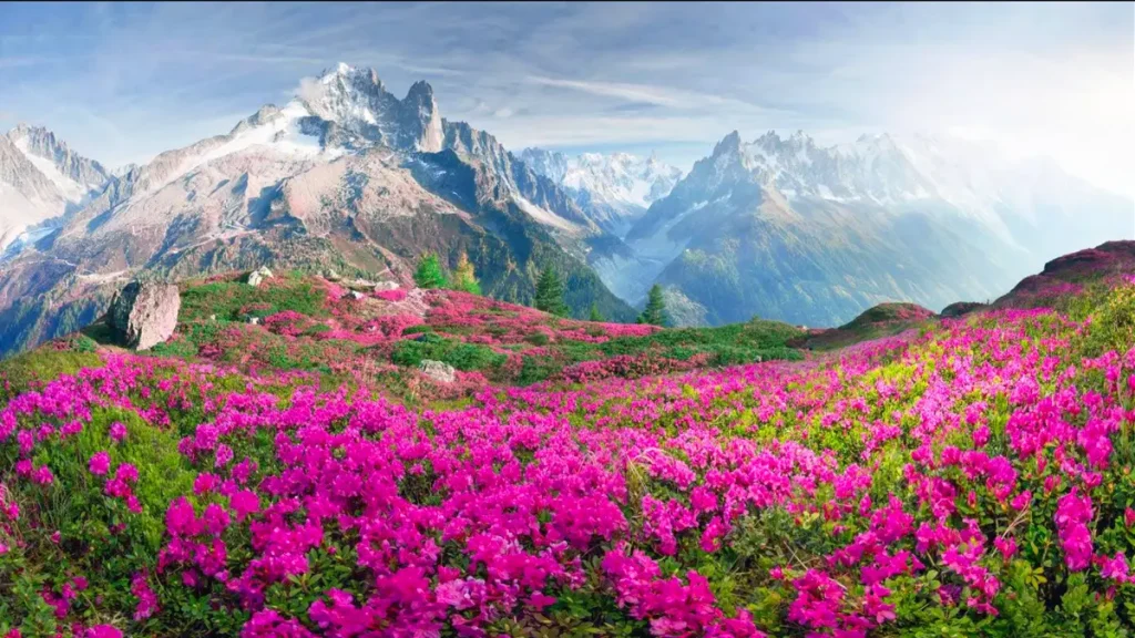 Valley of Flowers
